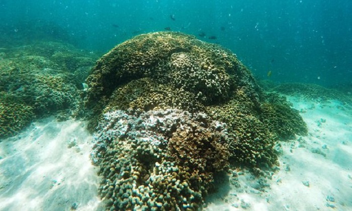 Nasa to map coral reefs from the air to show impact of climate change